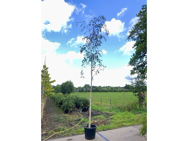 3x berk betula 'zwitsers glorie', loofboom, witte bast, ca. 5 m hoog - afbeelding 2 van  3