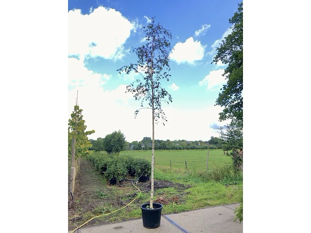 3x berk betula 'zwitsers glorie', loofboom, witte bast, ca. 5 m hoog - afbeelding 3 van  3