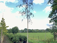 3x berk betula 'zwitsers glorie', loofboom, witte bast, ca. 5 m hoog - afbeelding 3 van  3