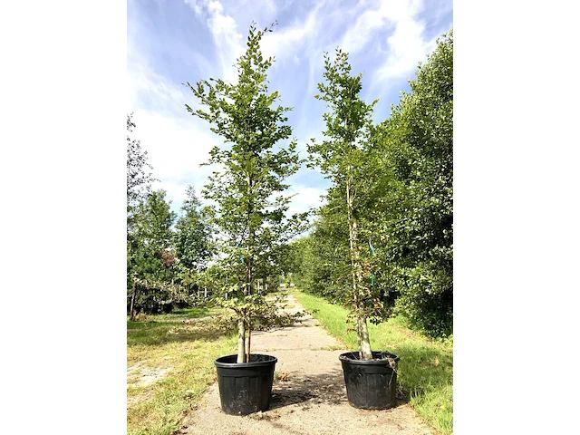 3x beuk fagus sylvatica, haagplant, ca. 3 m hoog - afbeelding 1 van  2