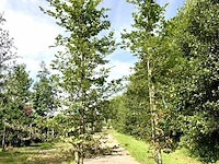 3x beuk fagus sylvatica, haagplant, ca. 3 m hoog - afbeelding 1 van  2
