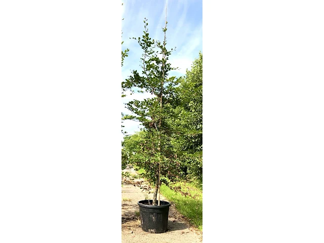 3x beuk fagus sylvatica, haagplant, ca. 3 m hoog - afbeelding 2 van  2