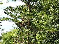 3x beuk fagus sylvatica, haagplant, ca. 3 m hoog - afbeelding 2 van  2
