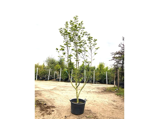 3x beverboom magnolia 'yellow river', meerstammig, zachtgele bloei, ca. 300 cm hoog - afbeelding 1 van  4