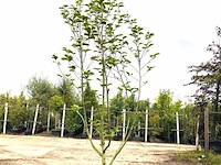 3x beverboom magnolia 'yellow river', meerstammig, zachtgele bloei, ca. 300 cm hoog - afbeelding 1 van  4