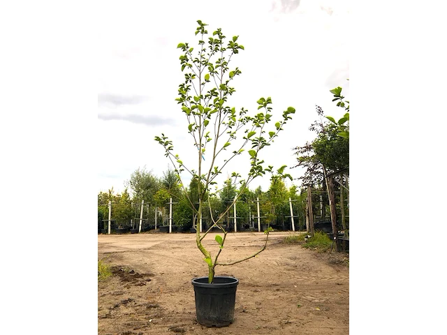 3x beverboom magnolia 'yellow river', meerstammig, zachtgele bloei, ca. 300 cm hoog - afbeelding 2 van  4