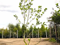 3x beverboom magnolia 'yellow river', meerstammig, zachtgele bloei, ca. 300 cm hoog - afbeelding 2 van  4