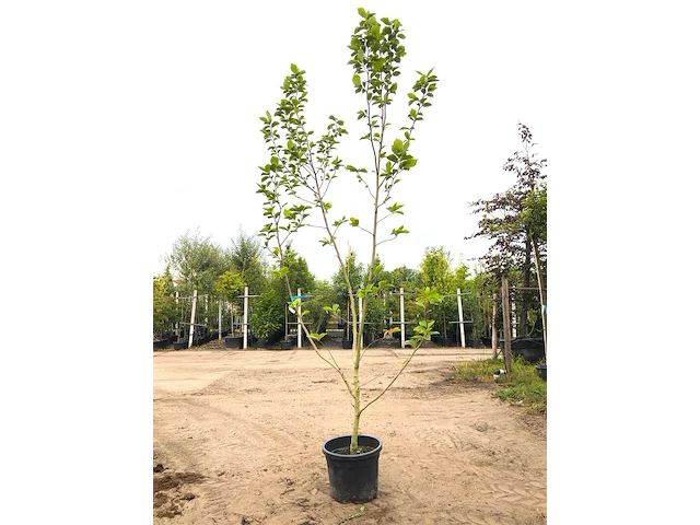 3x beverboom magnolia 'yellow river', meerstammig, zachtgele bloei, ca. 300 cm hoog - afbeelding 3 van  4