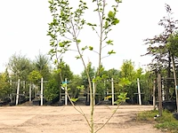 3x beverboom magnolia 'yellow river', meerstammig, zachtgele bloei, ca. 300 cm hoog - afbeelding 3 van  4