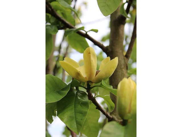 3x beverboom magnolia 'yellow river', meerstammig, zachtgele bloei, ca. 300 cm hoog - afbeelding 4 van  4