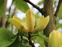 3x beverboom magnolia 'yellow river', meerstammig, zachtgele bloei, ca. 300 cm hoog - afbeelding 4 van  4
