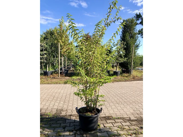 3x bruidsbloem deutzia 'plena', sierheester, witroze bloei, ca. 175 cm hoog - afbeelding 1 van  4