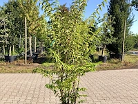 3x bruidsbloem deutzia 'plena', sierheester, witroze bloei, ca. 175 cm hoog - afbeelding 1 van  4