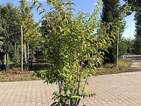 3x bruidsbloem deutzia 'plena', sierheester, witroze bloei, ca. 175 cm hoog - afbeelding 2 van  4