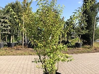3x bruidsbloem deutzia 'plena', sierheester, witroze bloei, ca. 175 cm hoog - afbeelding 3 van  4