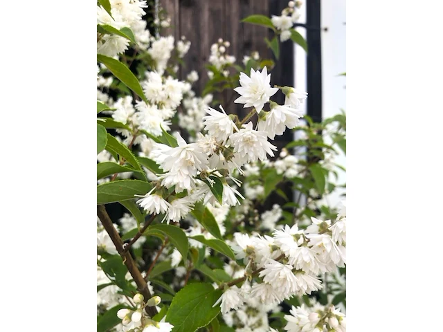 3x bruidsbloem deutzia 'plena', sierheester, witroze bloei, ca. 175 cm hoog - afbeelding 4 van  4