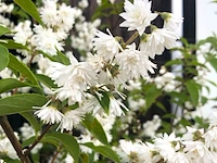 3x bruidsbloem deutzia 'plena', sierheester, witroze bloei, ca. 175 cm hoog - afbeelding 4 van  4