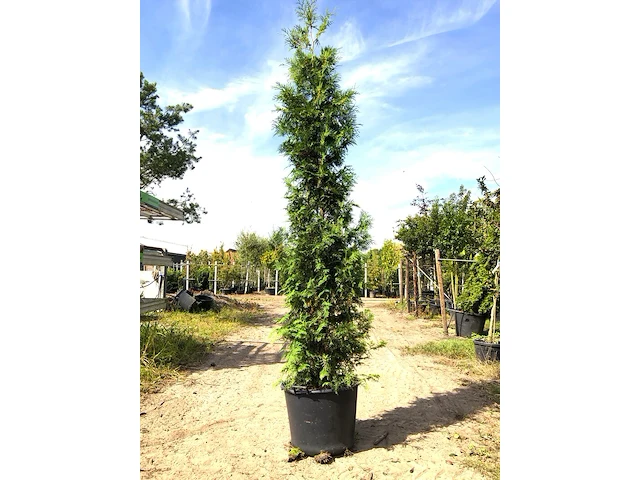 3x conifeer thuja 'brabant', haagplant, wintergroen, ca. 250-300 cm hoog - afbeelding 1 van  2