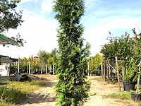 3x conifeer thuja 'brabant', haagplant, wintergroen, ca. 250-300 cm hoog - afbeelding 1 van  2