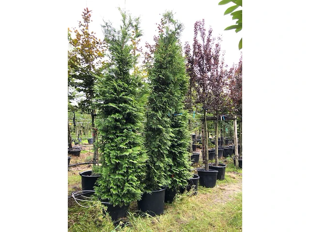3x conifeer thuja 'brabant', haagplant, wintergroen, ca. 250-300 cm hoog - afbeelding 2 van  2
