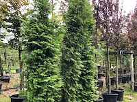 3x conifeer thuja 'brabant', haagplant, wintergroen, ca. 250-300 cm hoog - afbeelding 2 van  2