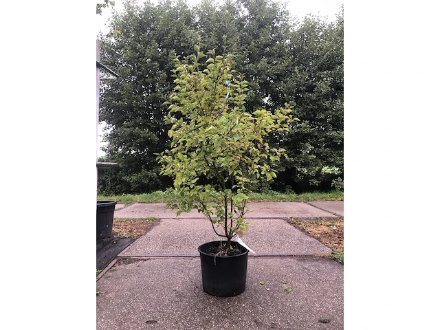 3x dwergsering syringa 'josée', sierheester, roze bloei, ca. 125 cm hoog - afbeelding 1 van  4