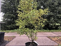 3x dwergsering syringa 'josée', sierheester, roze bloei, ca. 125 cm hoog - afbeelding 1 van  4