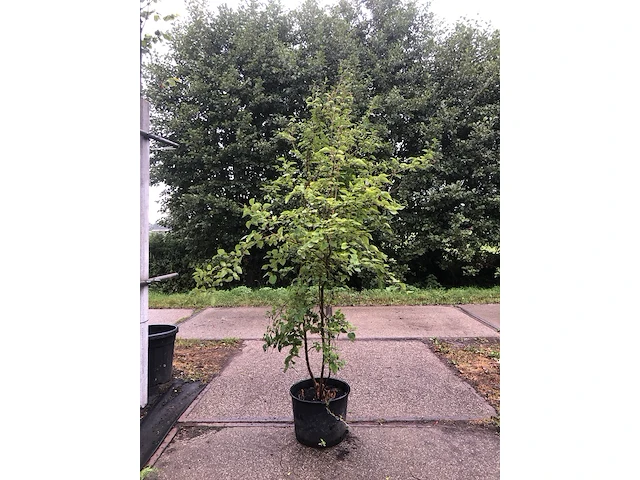 3x dwergsering syringa 'josée', sierheester, roze bloei, ca. 125 cm hoog - afbeelding 2 van  4