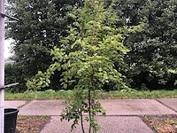 3x dwergsering syringa 'josée', sierheester, roze bloei, ca. 125 cm hoog - afbeelding 2 van  4