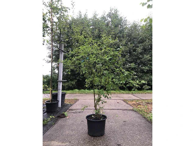 3x dwergsering syringa 'josée', sierheester, roze bloei, ca. 125 cm hoog - afbeelding 3 van  4