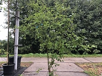3x dwergsering syringa 'josée', sierheester, roze bloei, ca. 125 cm hoog - afbeelding 3 van  4