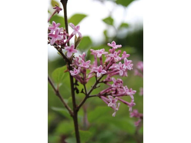 3x dwergsering syringa 'josée', sierheester, roze bloei, ca. 125 cm hoog - afbeelding 4 van  4