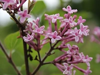 3x dwergsering syringa 'josée', sierheester, roze bloei, ca. 125 cm hoog - afbeelding 4 van  4