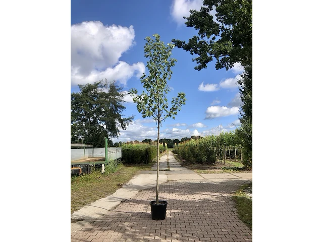 3x esdoorn acer 'autumn blaze', loofboom, rode herfstkleur, ca. 4 m hoog - afbeelding 1 van  3