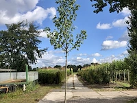 3x esdoorn acer 'autumn blaze', loofboom, rode herfstkleur, ca. 4 m hoog - afbeelding 1 van  3