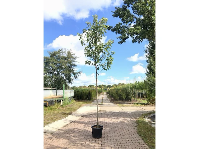 3x esdoorn acer 'autumn blaze', loofboom, rode herfstkleur, ca. 4 m hoog - afbeelding 2 van  3