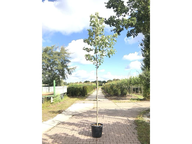3x esdoorn acer 'autumn blaze', loofboom, rode herfstkleur, ca. 4 m hoog - afbeelding 3 van  3