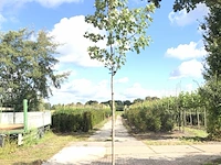 3x esdoorn acer 'autumn blaze', loofboom, rode herfstkleur, ca. 4 m hoog - afbeelding 3 van  3