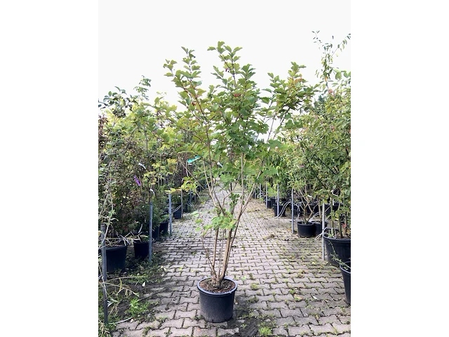 3x gelderse roos viburnum opulus, sierheester, rode bessen, ca. 175 cm hoog - afbeelding 1 van  3