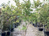 3x gelderse roos viburnum opulus, sierheester, rode bessen, ca. 175 cm hoog - afbeelding 1 van  3