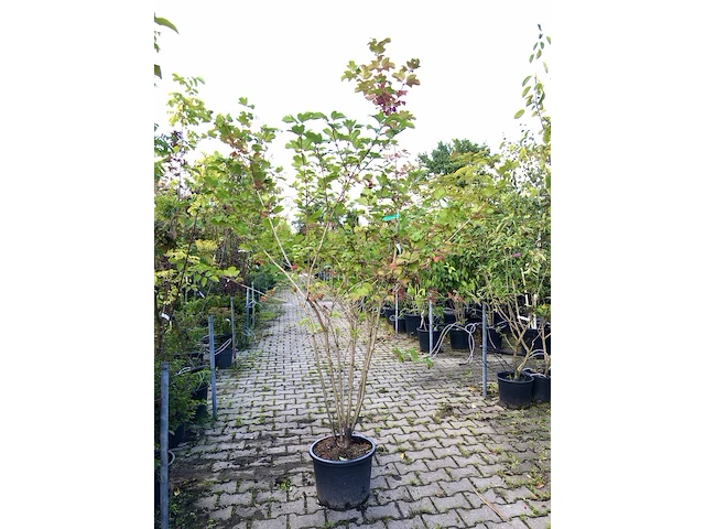 3x gelderse roos viburnum opulus, sierheester, rode bessen, ca. 175 cm hoog - afbeelding 2 van  3