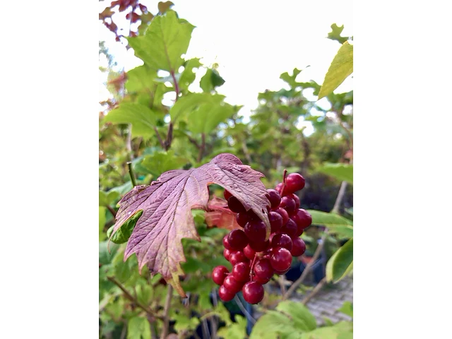 3x gelderse roos viburnum opulus, sierheester, rode bessen, ca. 175 cm hoog - afbeelding 3 van  3