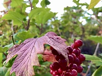3x gelderse roos viburnum opulus, sierheester, rode bessen, ca. 175 cm hoog - afbeelding 3 van  3