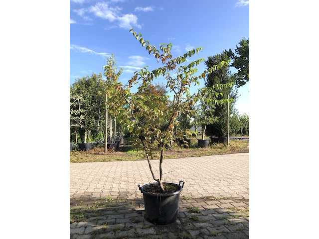 3x gele kornoelje cornus mas, meerstammig, gele bloei, ca. 200 cm hoog - afbeelding 1 van  4