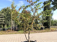 3x gele kornoelje cornus mas, meerstammig, gele bloei, ca. 200 cm hoog - afbeelding 1 van  4