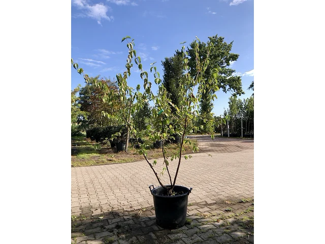 3x gele kornoelje cornus mas, meerstammig, gele bloei, ca. 200 cm hoog - afbeelding 2 van  4