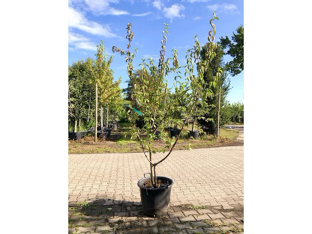3x gele kornoelje cornus mas, meerstammig, gele bloei, ca. 200 cm hoog - afbeelding 3 van  4