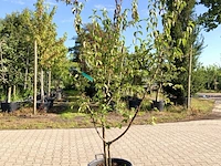 3x gele kornoelje cornus mas, meerstammig, gele bloei, ca. 200 cm hoog - afbeelding 3 van  4