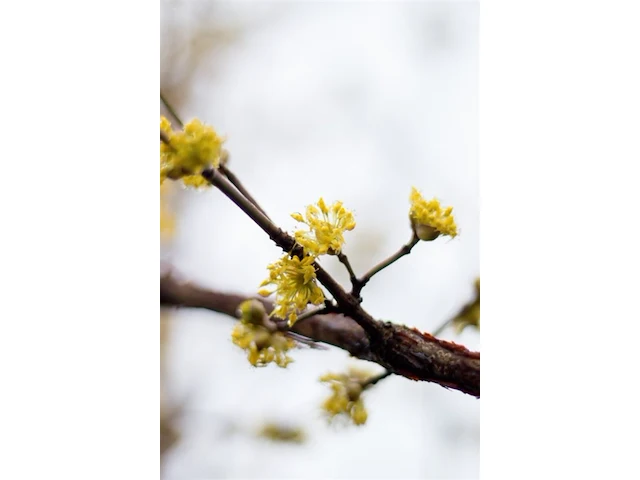 3x gele kornoelje cornus mas, meerstammig, gele bloei, ca. 200 cm hoog - afbeelding 4 van  4