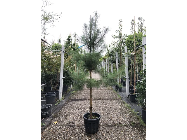 3x grove den pinus sylvestris, naaldboom, wintergroen, ca. 175 cm hoog - afbeelding 1 van  4